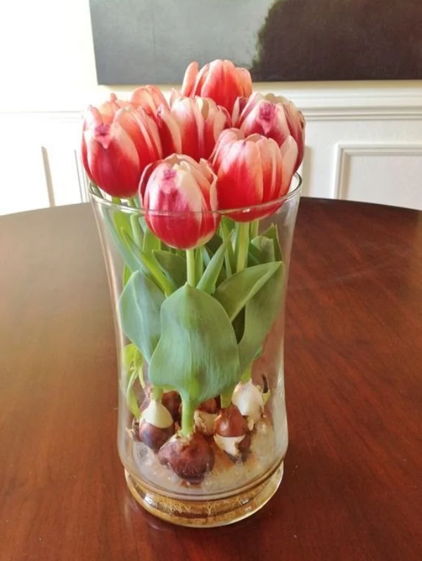 Tulpen im Interieur mehrfarbig im Glas Zwiebeln