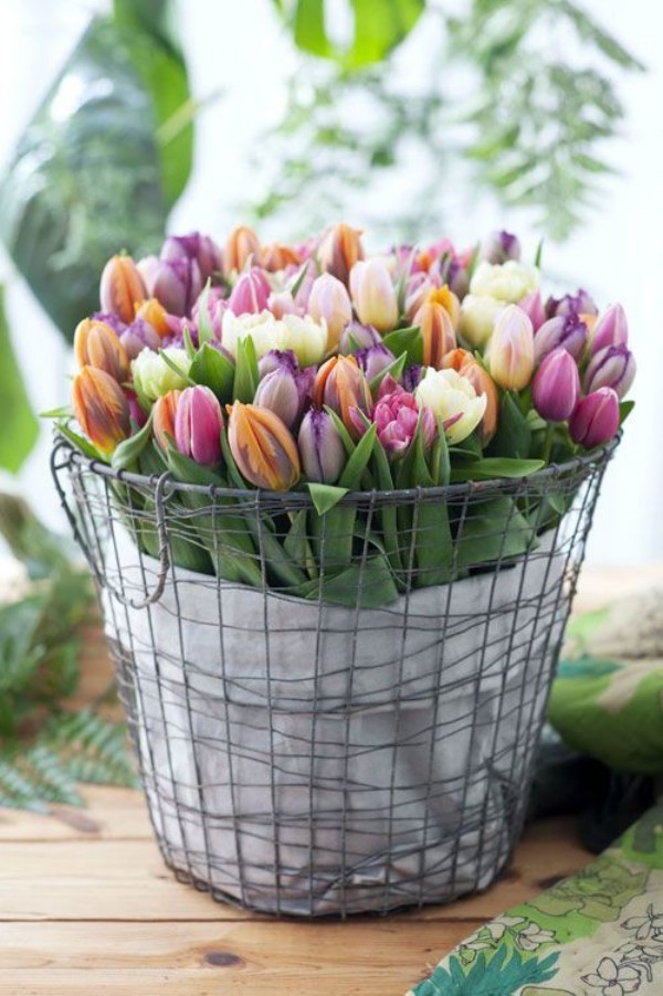 Tulpen im Interieur mehrfarbige Blüten im Metallnetzt