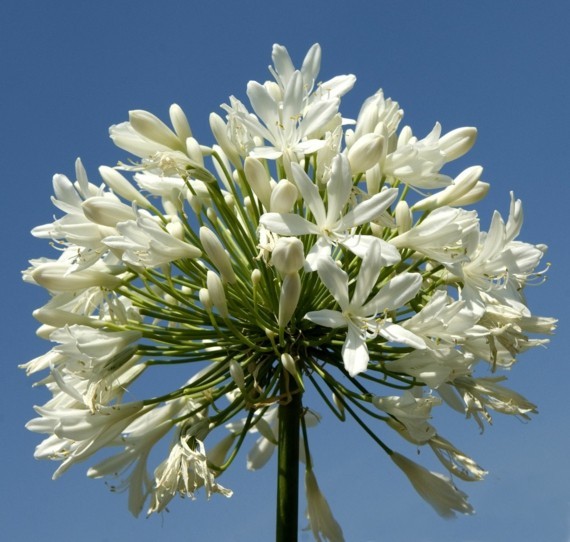 afrikanische lilie schmucklilie agapanthus africanus liebesblume weiß