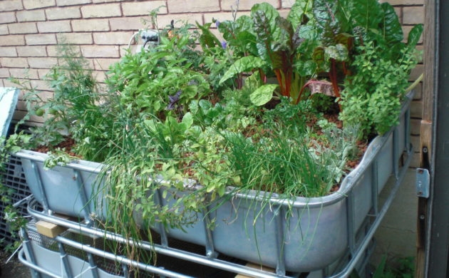 Aquaponik - Bedeutung, Funktionsweise und Vorteile