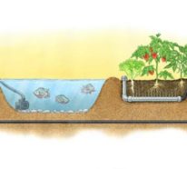 Aquaponik – So könnte die Zukunft der nachhaltigen Lebensmittelproduktion aussehen!