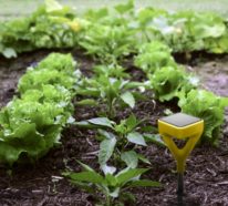 Gartentrends 2019: So gestalten Sie Ihr eigenes Gartenparadies auch in diesem Jahr!