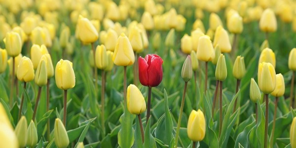 mehrere tolle Tulpen Gartenpflege