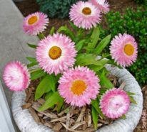 Die Strohblume: Tipps zur richtigen Pflege und Trocknung