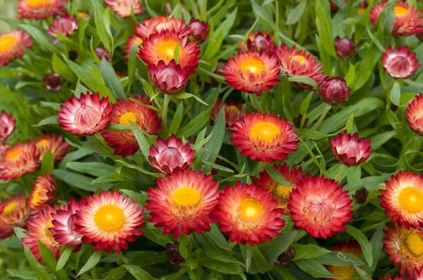 strohblumen helichrysum rote blüten