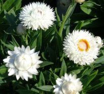 Die Strohblume: Tipps zur richtigen Pflege und Trocknung