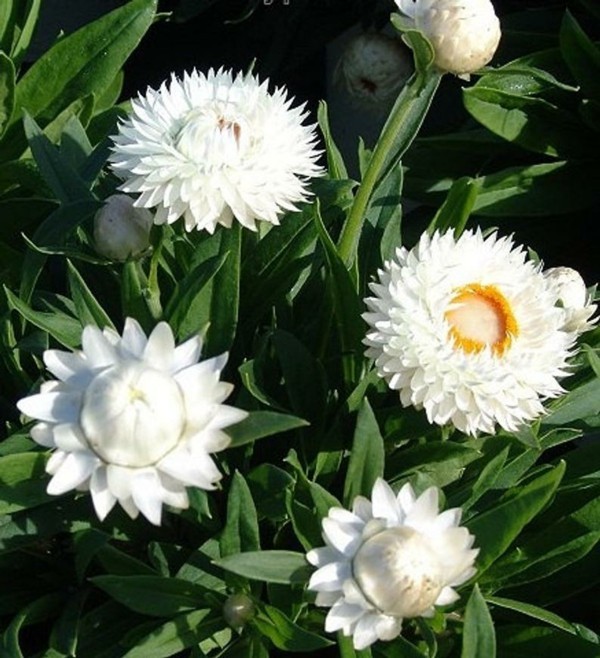 weiße blüten strohblume