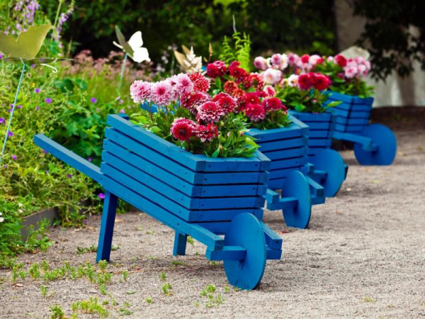 Gartentipps für jedermann alte Holzkarren in Blau anstreichen Dahlien einpflanzen Highlights im Garten