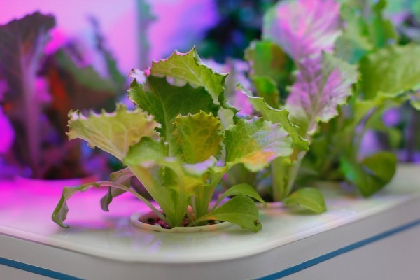 Innovationen LED Licht Gemüse