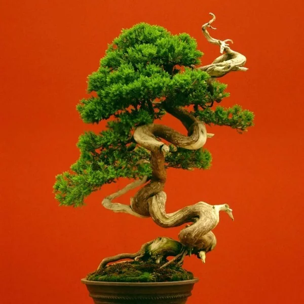 Bonsai Baum Ovale Idee
