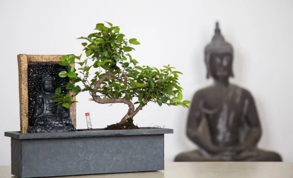 Bonsai Baum Zen Idee