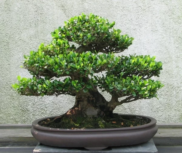 Bonsai Baum breit ausladend