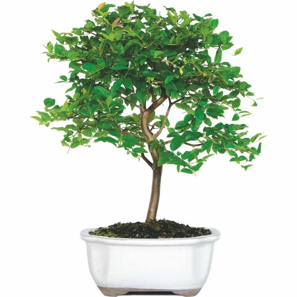 Bonsai Baum dünner Stamm und Blätter
