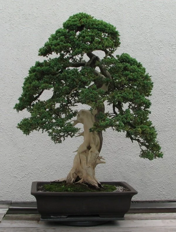 Bonsai Baum - ganz tolle Erscheinung