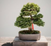 Aktueller Trend: Bonsai-Bäume sind die neuen Sukkulenten