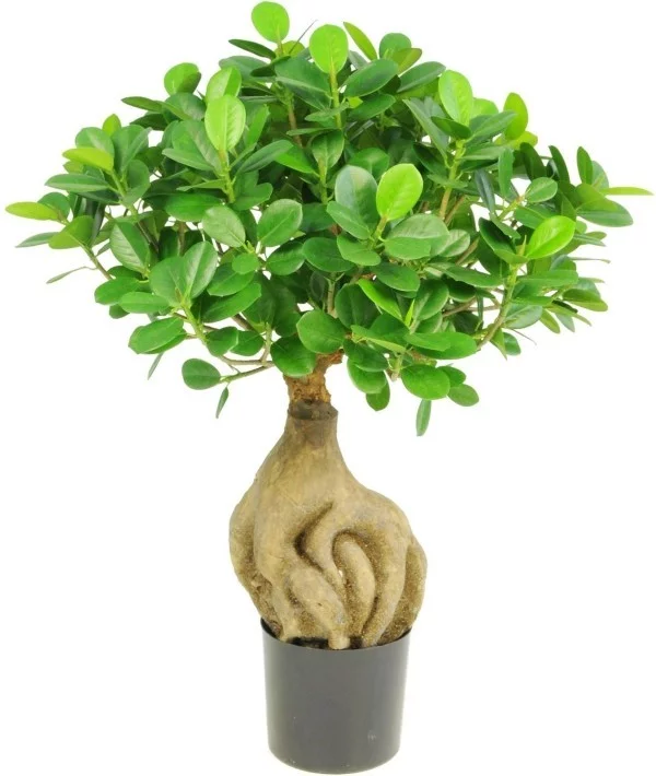 Bonsai Baum mit sehr lustiger Erscheinung