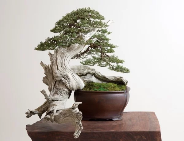 Bonsai Baum originelle form