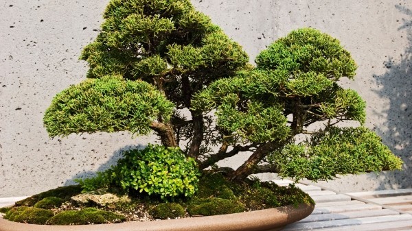 Bonsai Baum schöne Textur an den Blättern