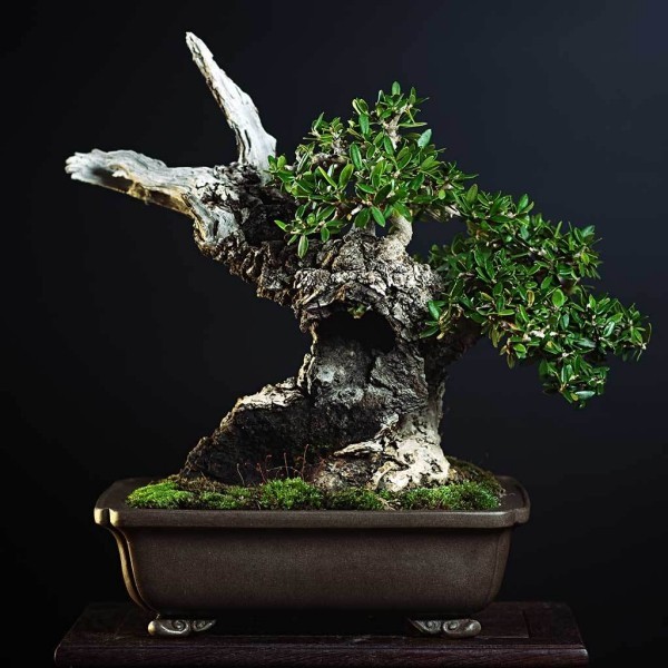 Bonsai Baum - tolle Schere und Blätter