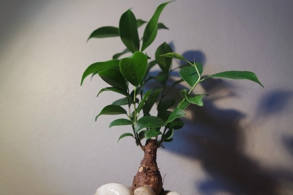 Bonsai Baum - tolle breite Blätter