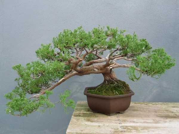 Bonsai Baum wunderbare Idee