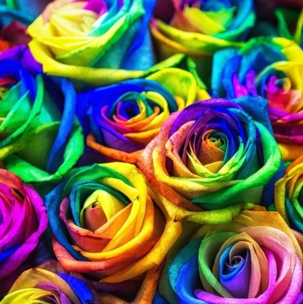 Farbsymbolik der Rosen Farbmix künstlich gefärbt ideen