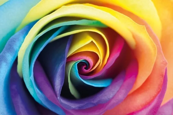 Farbsymbolik der Rosen Farbmix künstlich gefärbt