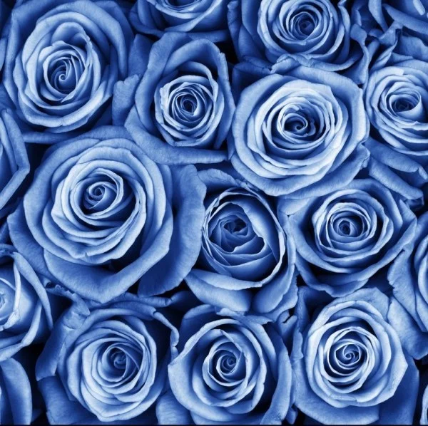 Farbsymbolik der Rosen blaue Rose sehr effektvoll stehen für Extravaganz und Rebellion