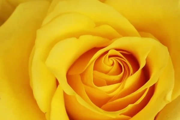 Farbsymbolik der Rosen gelbe Rose symbolisiert Eifersucht Missgunst