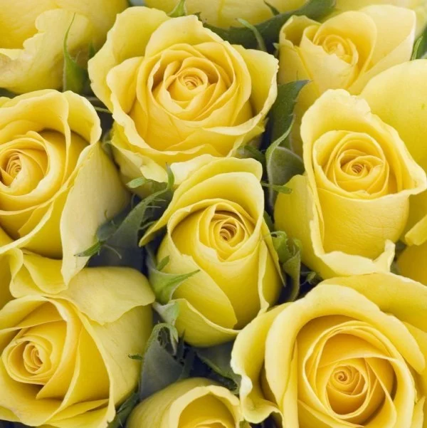 Farbsymbolik der Rosen gelbe Rosen widersprüchliche Bedeutung