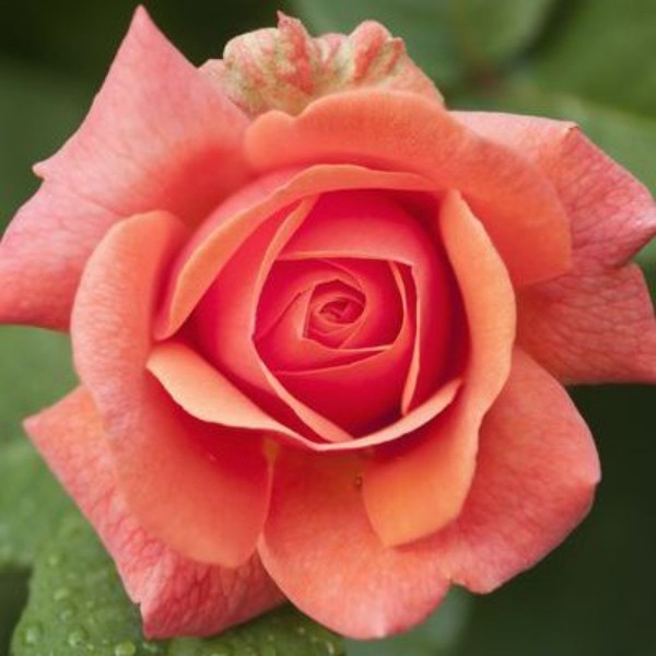  Farbsymbolik der Rosen gesättigte Rosanuance Schönheit aus Natur