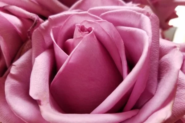 Farbsymbolik der Rosen gesättigte Rosanuance ideen
