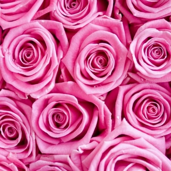 Farbsymbolik der Rosen gesättigte Rosanuance