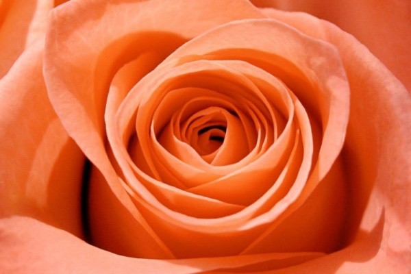 Farbsymbolik der Rosen gesättigtes Orange wunderschön