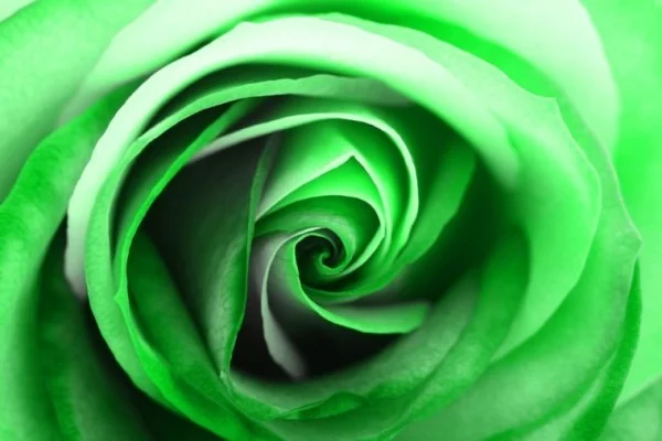 Farbsymbolik der Rosen grüne Rose künstlich gefärbt ideen