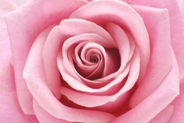 Farbsymbolik der Rosen helle Rosanuance Schönheit aus Natur