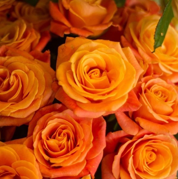 Farbsymbolik der Rosen orange Rosen Sinnbild von Glück