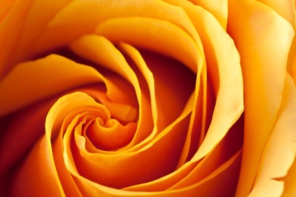  Farbsymbolik der Rosen pfirsichorange Rose drückt Dankbarkeit aus