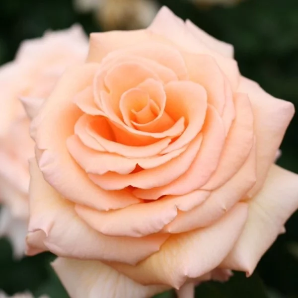 Farbsymbolik der Rosen rosa Rose symbolisiert die neue beginnende Liebe