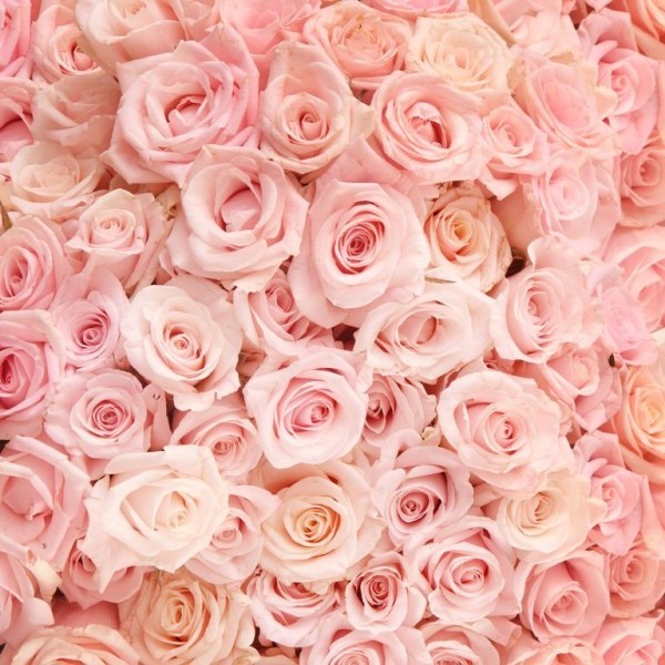 Farbsymbolik der Rosen rosa Rosen zarte Nuancen bezaubernd schön