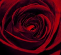 Farbsymbolik der Rosen – welche Geheimnisse sind dort kodiert?