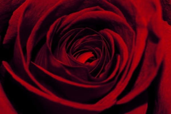 Farbsymbolik der Rosen rote Rose Blume des Eros Liebe Leidenschaft Erotik