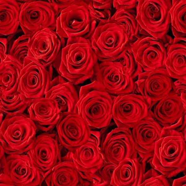 Farbsymbolik der Rosen rote Rosen Liebesgefühle ausdrücken