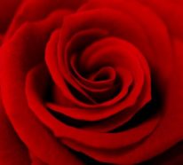 Farbsymbolik der Rosen – welche Geheimnisse sind dort kodiert?