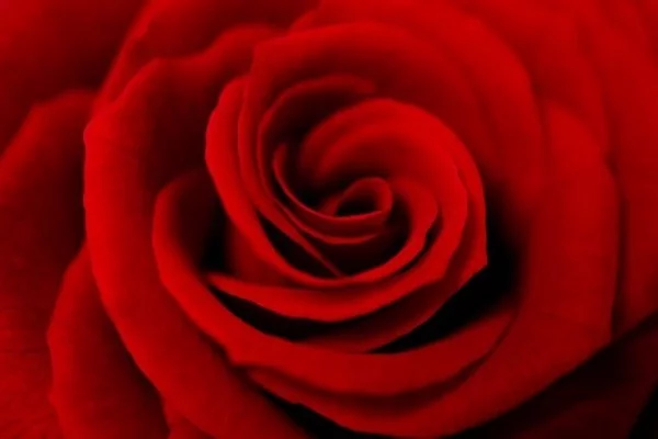 Farbsymbolik der Rosen rote Rosen zeitloses Symbol der Liebe Leidenschaft