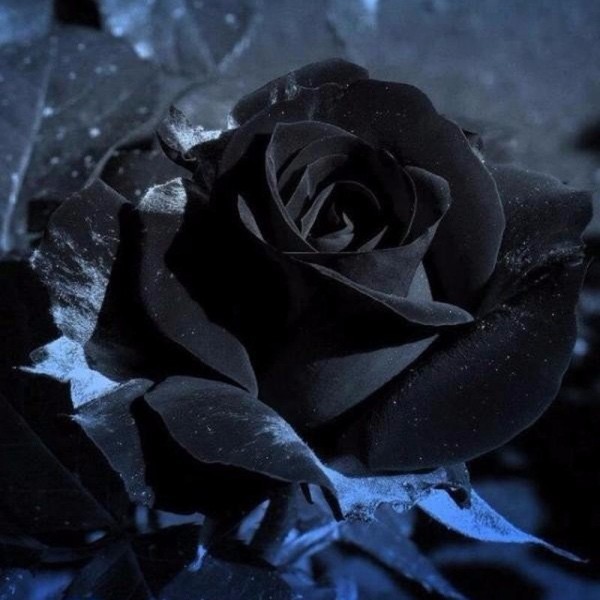 Farbsymbolik der Rosen schwarze Rosen strahlen Mystik aus