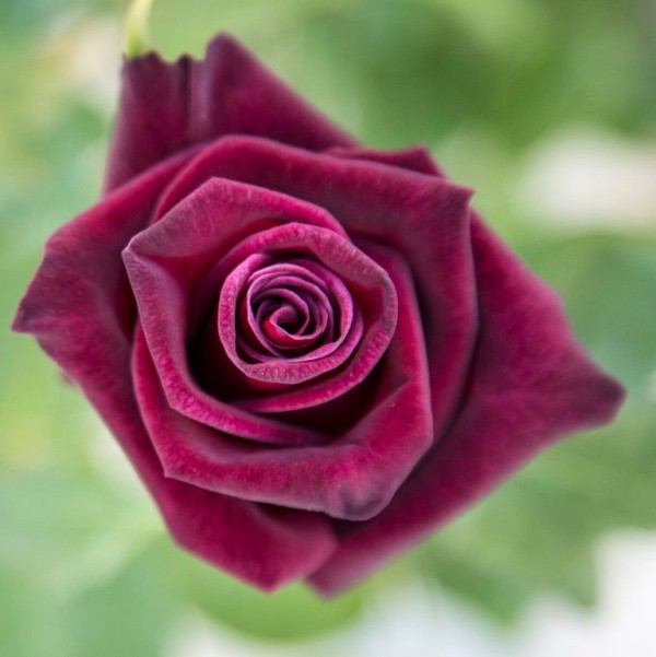 Farbsymbolik der Rosen violette Rose Liebe auf den ersten Blick