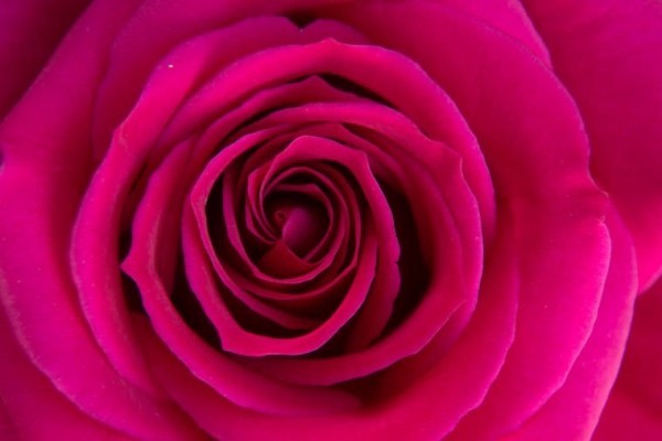 Farbsymbolik der Rosen violette Rose steht für Ausgleich Regeneration