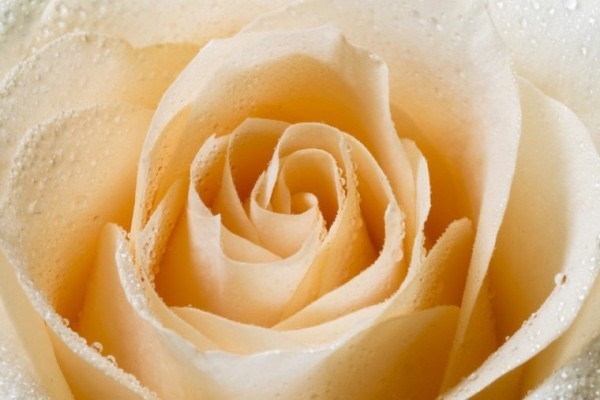 Farbsymbolik der Rosen weiß mit gelben Nuancen