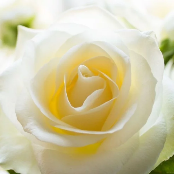 Farbsymbolik der Rosen weiße Rose Unschuld Reinheit